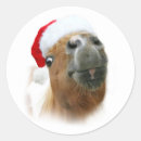 Search for funny horse stickers Pony