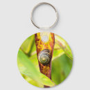 Search for snail shell key rings Nature