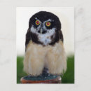 Search for spectacled postcards Animals