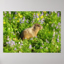 Search for marmot posters Cute