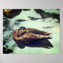 Search for mallard duck painting posters Photography