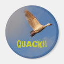 Search for quack magnets Duck