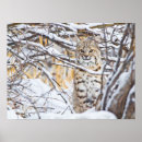 Search for danita delimont posters Carnivore