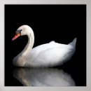 Search for black swan posters White