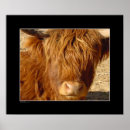 Search for bovin art Photography