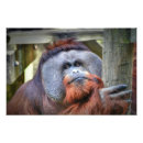 Search for bornean Ape