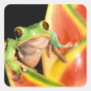 Search for red eye tree frog stickers Flower