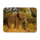 Search for african nations magnets Habitat