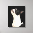 Search for boston canvas prints Animals