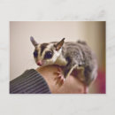 Search for gliders postcards Animal