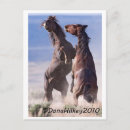 Search for mustang wild horses postcards Cowgirl