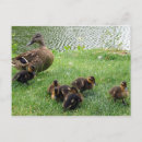 Search for mother and baby bird postcards Chicks