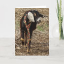 Search for pet goat postcards Livestock