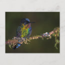 Search for monteverde postcards Outdoors