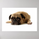 Search for sadness posters Pet