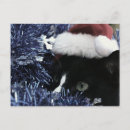 Search for pussie postcards Animal