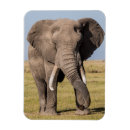 Search for aggression magnets Wildlife