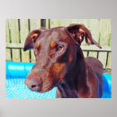 Search for dobermans art Dobermann