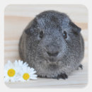 Search for cute guinea pig stickers Pets