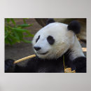 Search for panda eating bamboo posters Bear