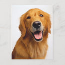 Search for golden retriever postcards Smile