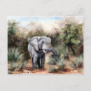 Search for grey elephant postcards Africa