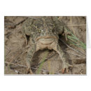 Search for common toad Amphibians