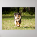 Search for play ball posters Animal