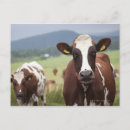 Search for grazing cows postcards Outdoors