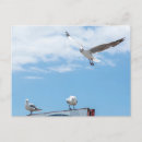 Search for flying bird postcards Sky