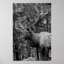 Search for elk posters Deer