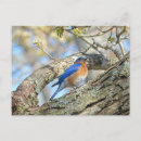 Search for bluebird postcards Tree