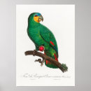 Search for parrot posters Exotic