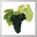 Search for sauvignon art Grapes