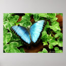 Search for ivy posters Animals