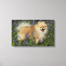 Search for pomeranian canvas prints Dwarf spitz