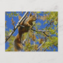 Search for tree face horizontal postcards Head