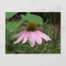 Search for coneflower postcards Thinking of you