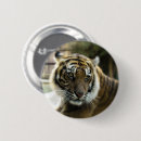 Search for predators badges Big cats