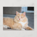 Search for ruffles postcards Cute