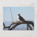 Search for falconry postcards Hawk