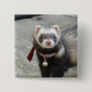 Search for ferret badges Animals