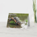 Search for alligator photo cards Reptile