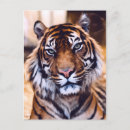Search for tiger postcards Bengal
