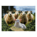 Search for herding posters Lamb
