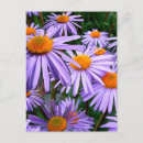 Search for aster postcards Flowers