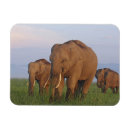 Search for grassland magnets Field