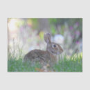 Search for easter bunny tissue paper Nature
