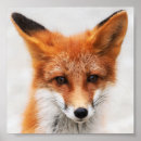 Search for cute red fox posters Animal