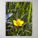 Search for buttercups posters Flora